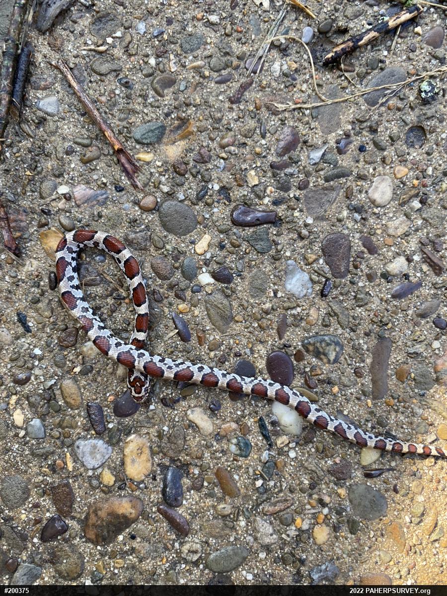 Eastern Milksnake