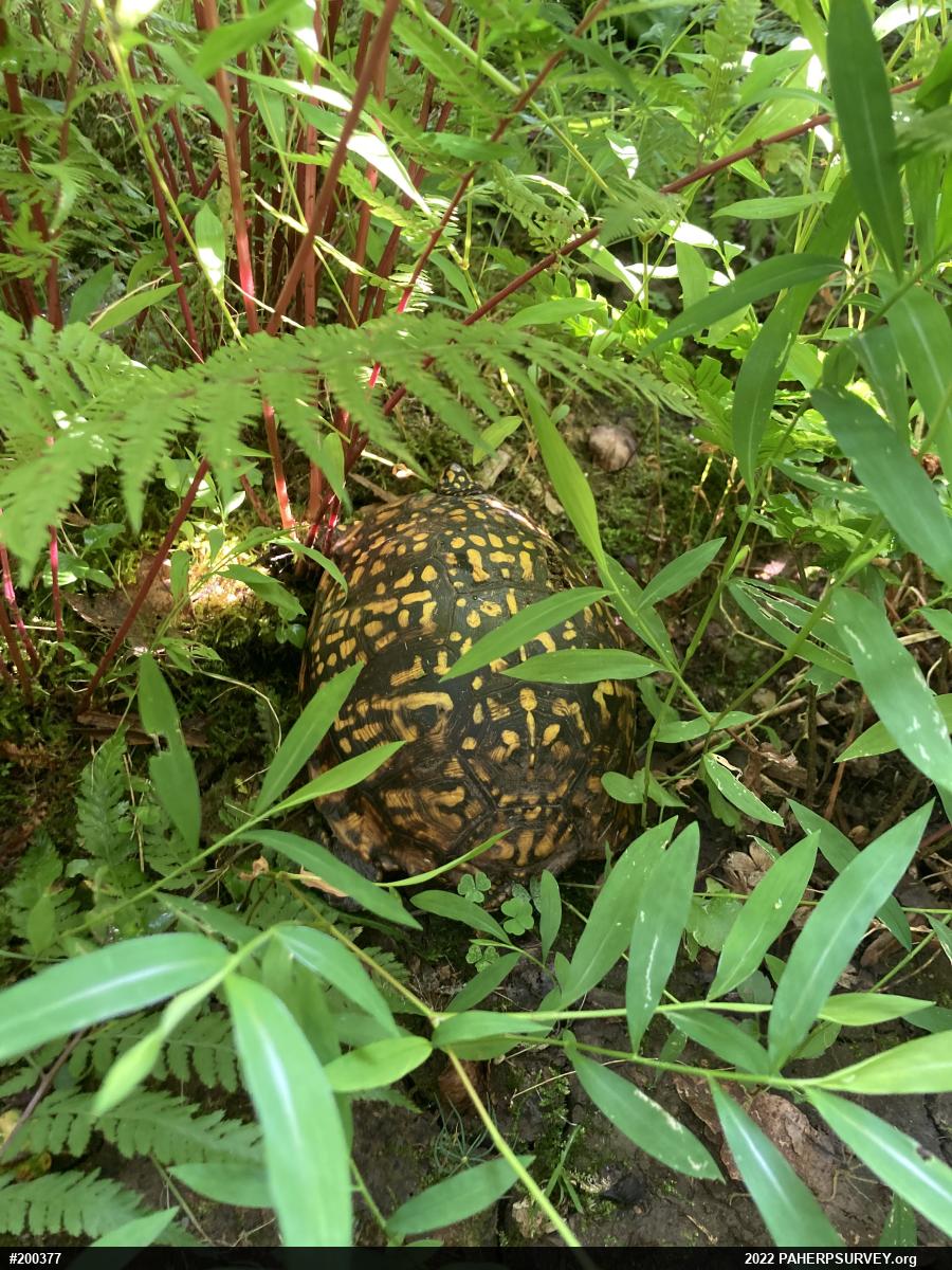Eastern Box Turtle