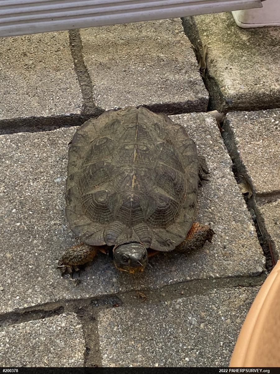 Wood Turtle
