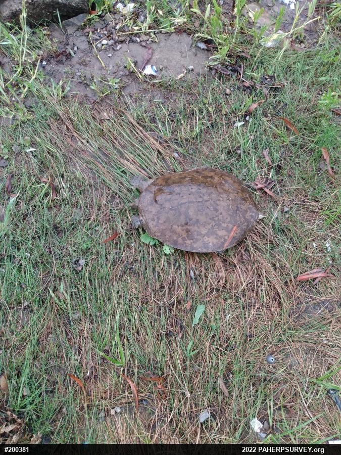 Eastern Spiny Softshell