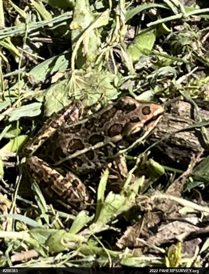 Pickerel Frog
