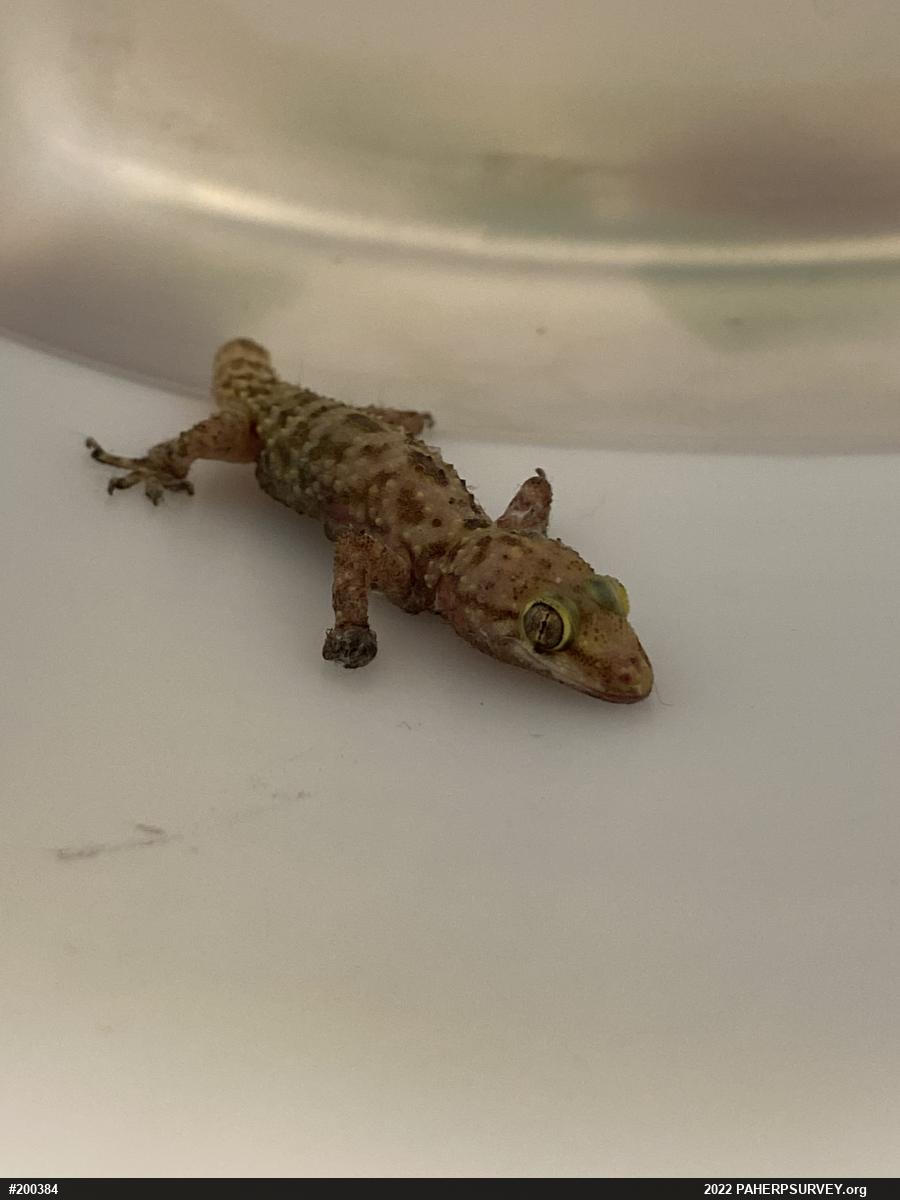 Mediterranean House Geckos