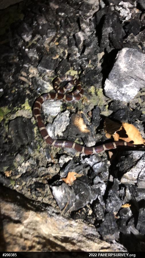 Eastern Milksnake