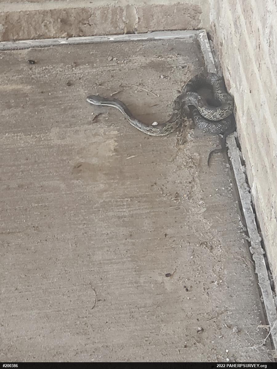 Eastern Ratsnake