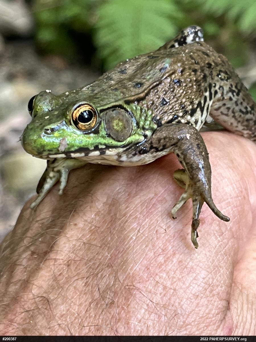 Green Frog