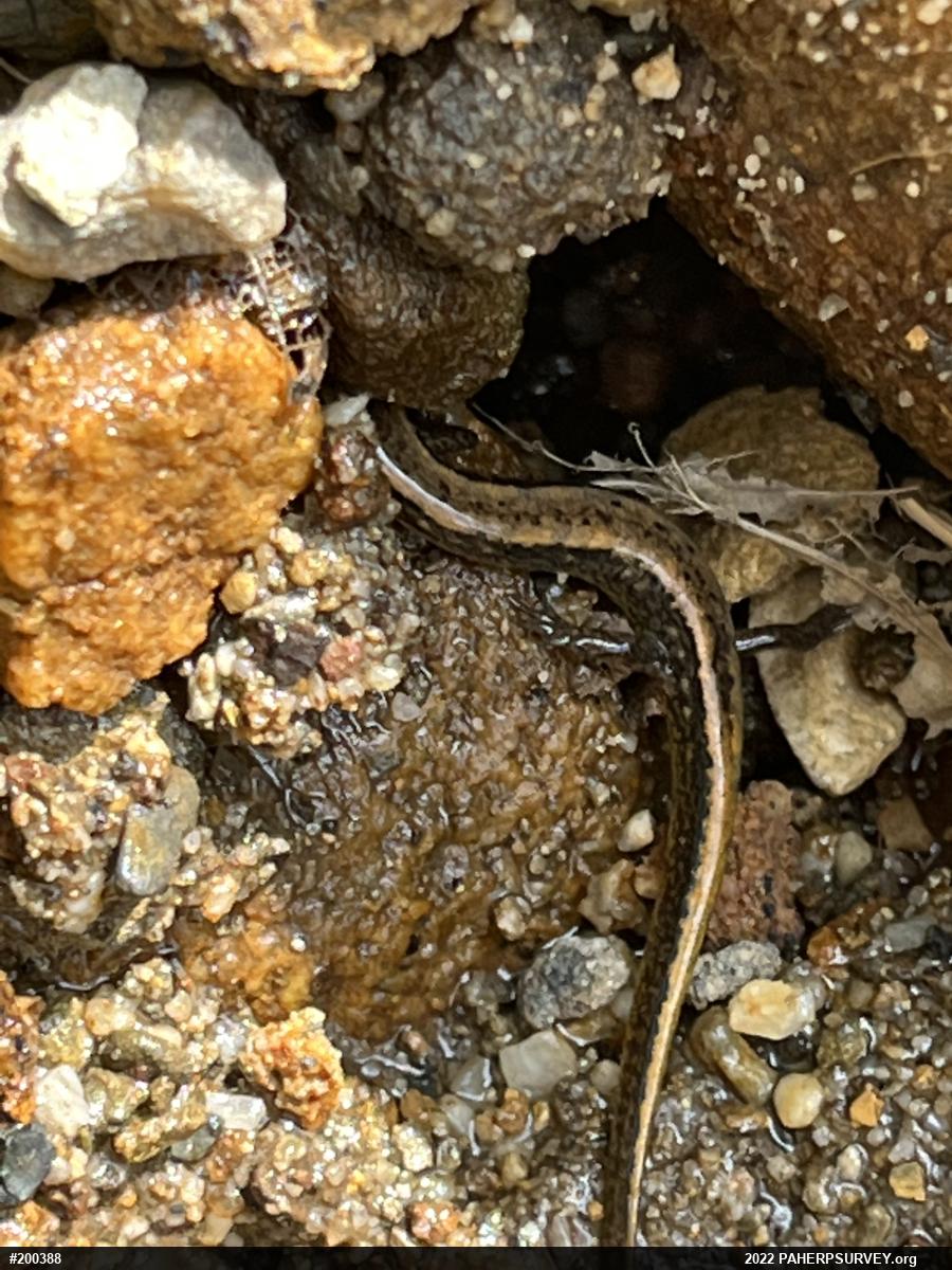 Northern Two-lined Salamander