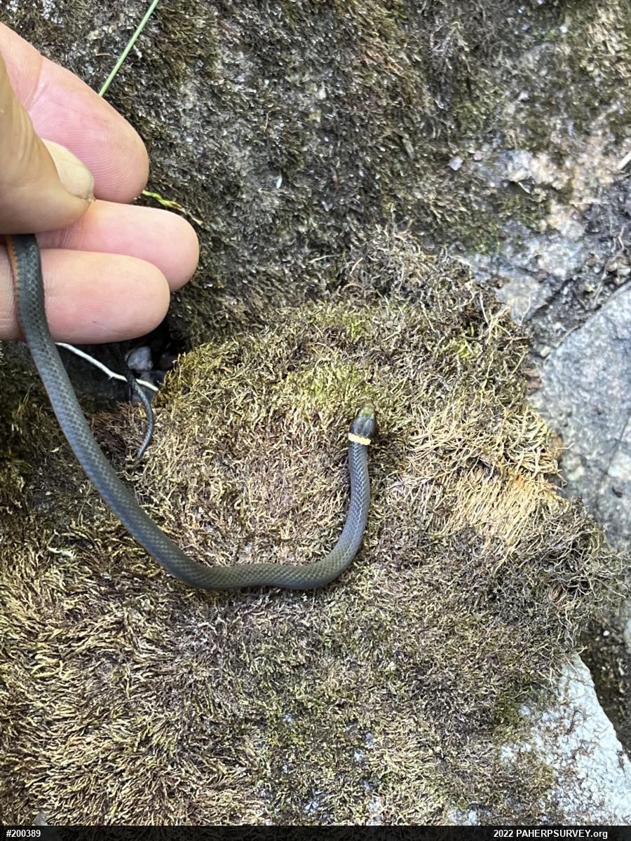 Northern Ring-necked Snake