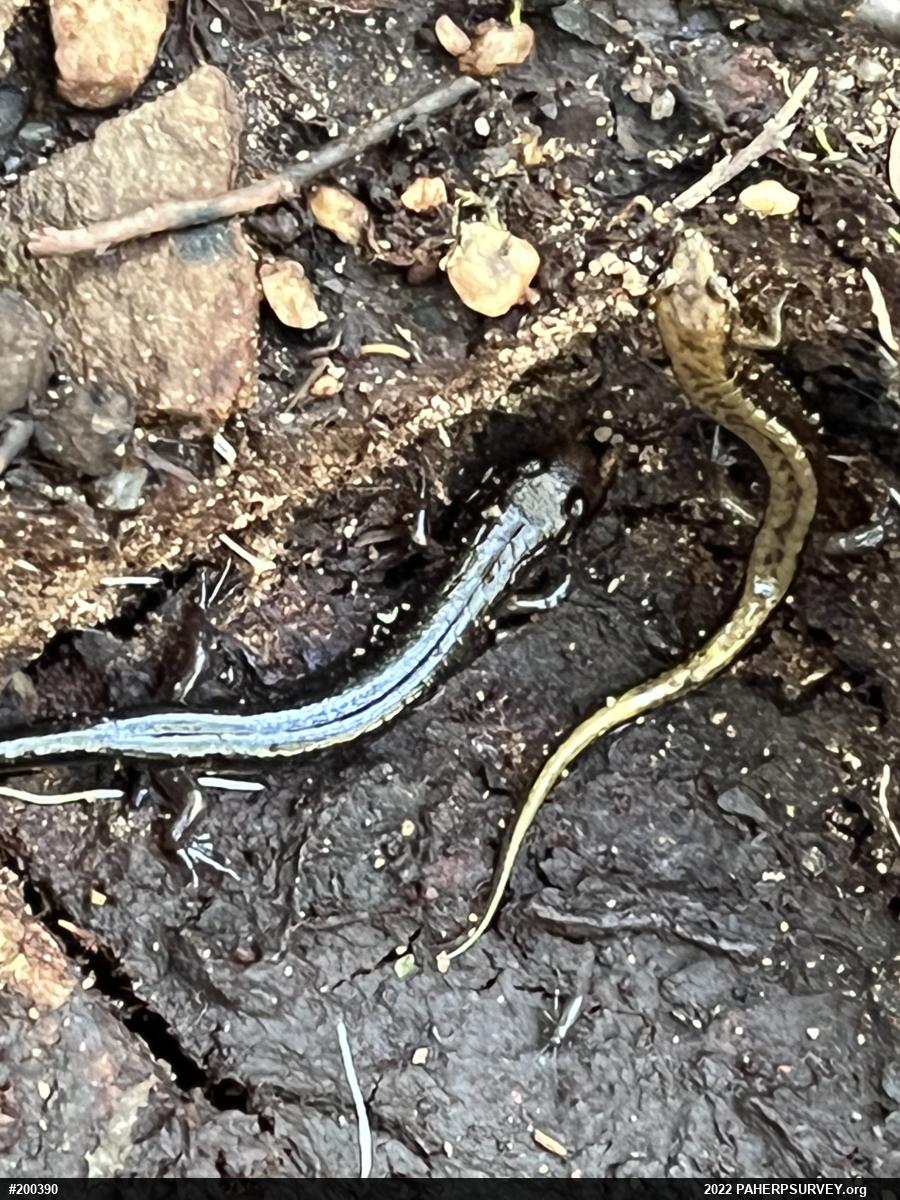 Allegheny Mountain Dusky Salamander