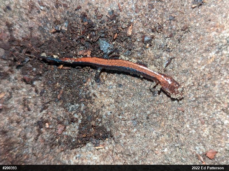Eastern Red-backed  Salamander