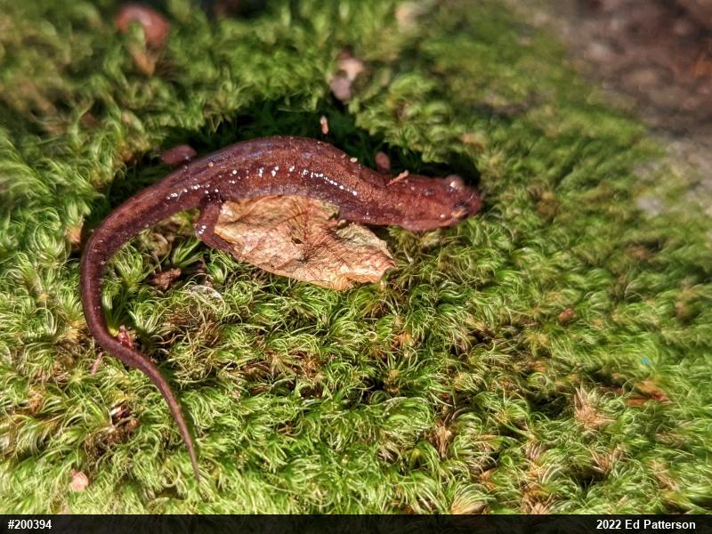 Allegheny Mountain Dusky Salamander