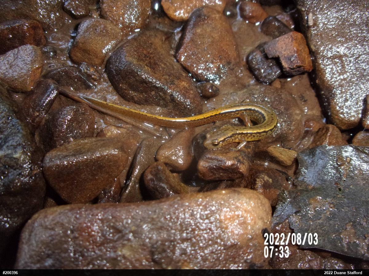 Northern Two-lined Salamander