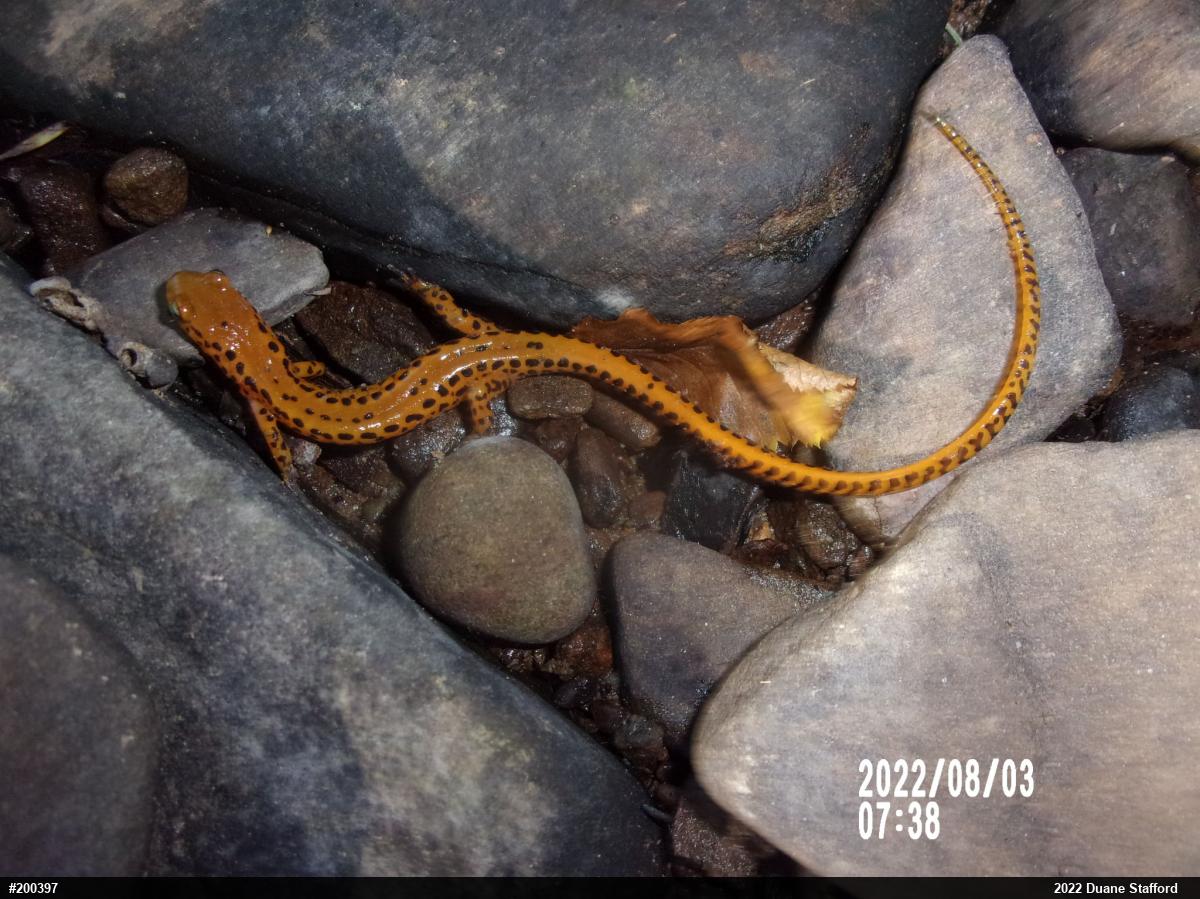 Eastern Long-tailed Salamander