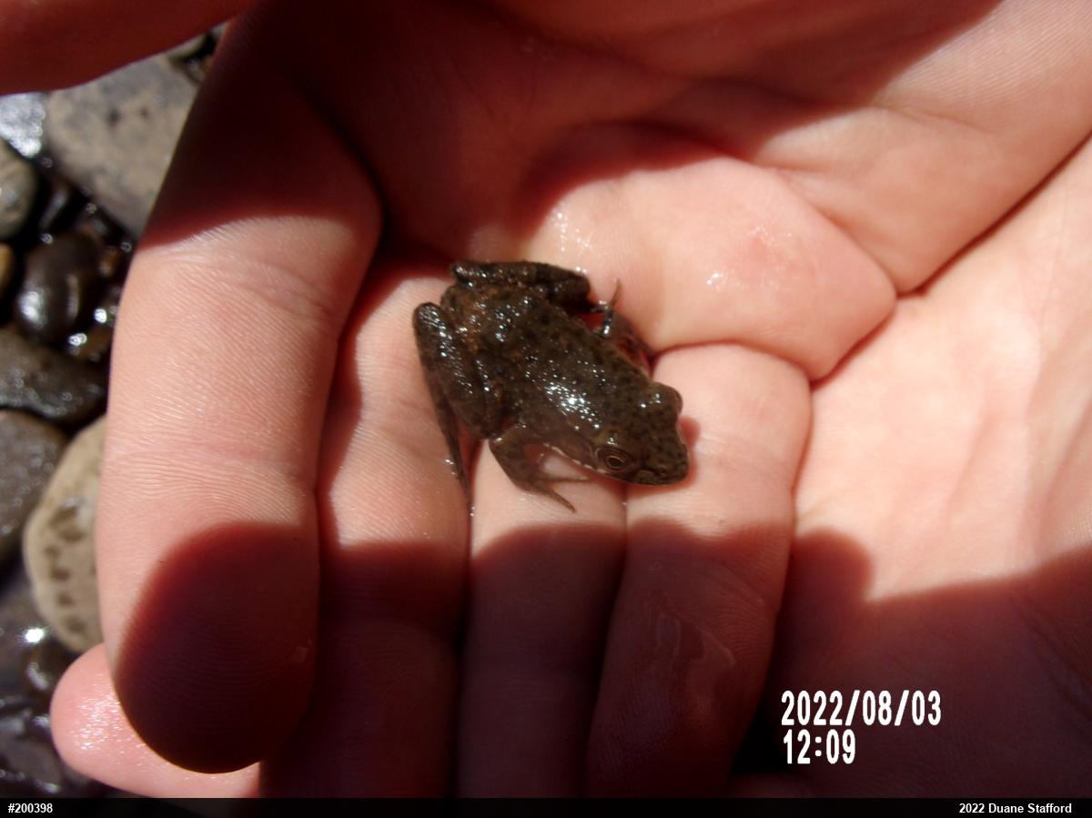 Green Frog