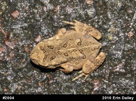 Eastern American Toad