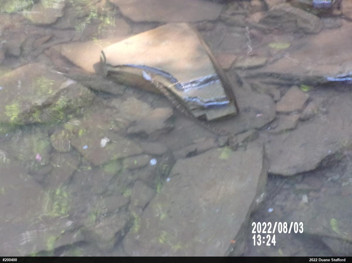 Northern Watersnake