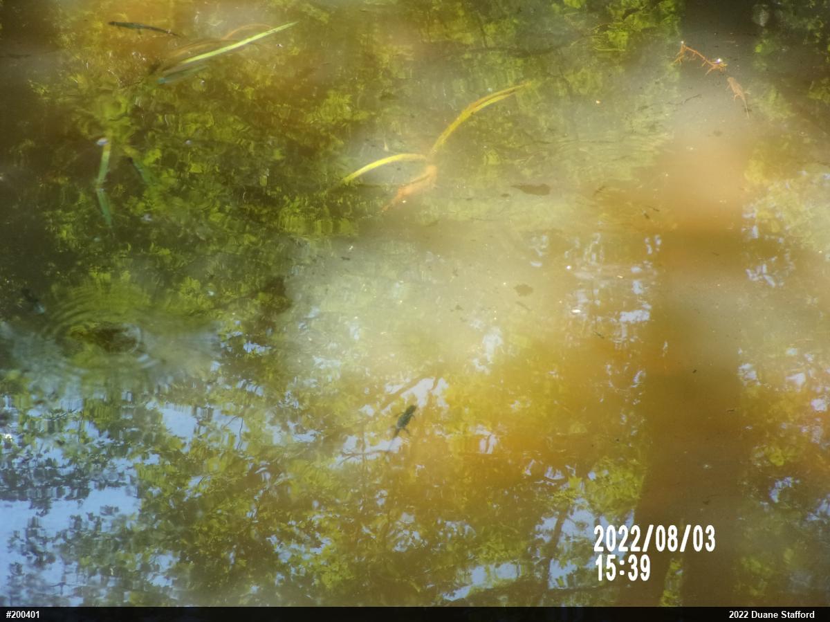 Red-spotted Newt