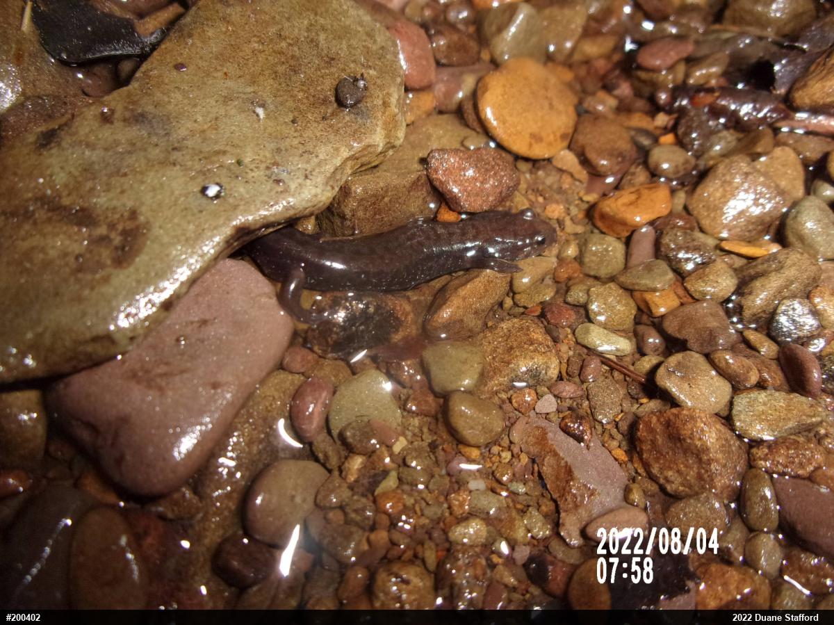 Allegheny Mountain Dusky Salamander