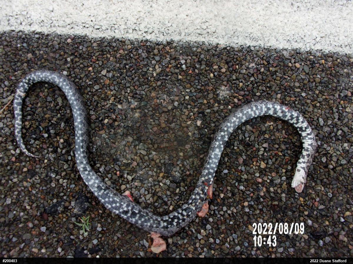Eastern Milksnake