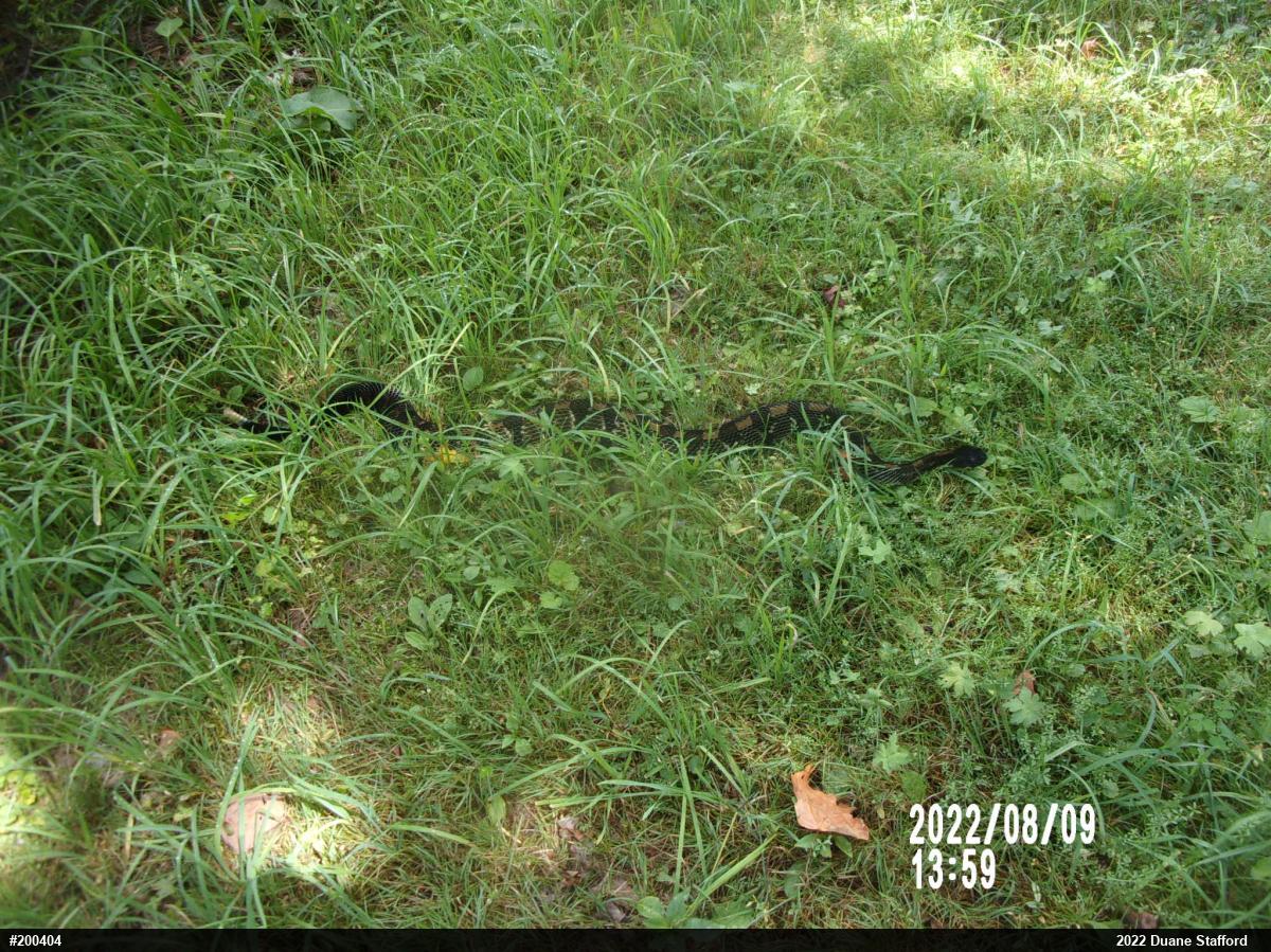 Timber Rattlesnake