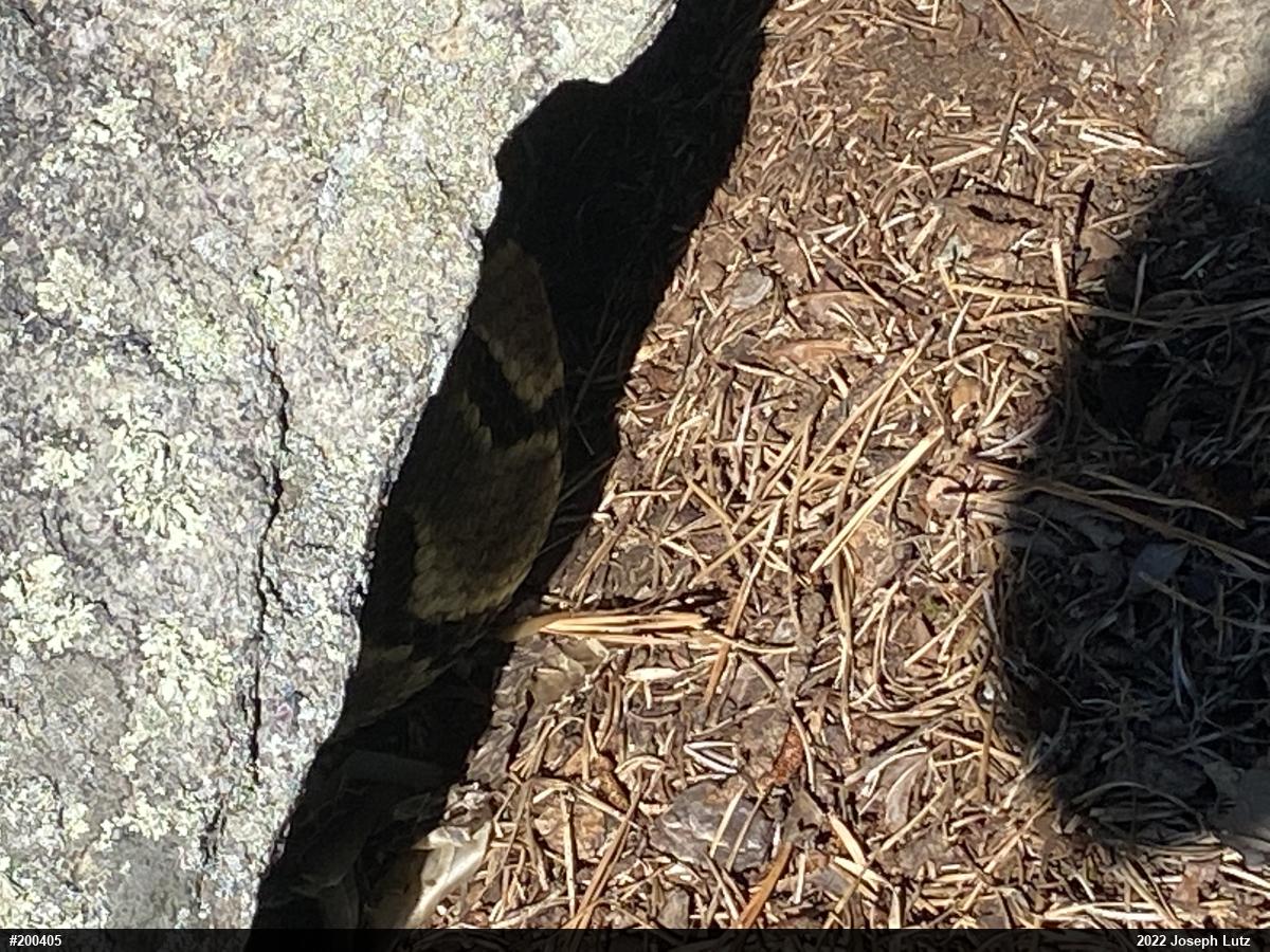 Timber Rattlesnake