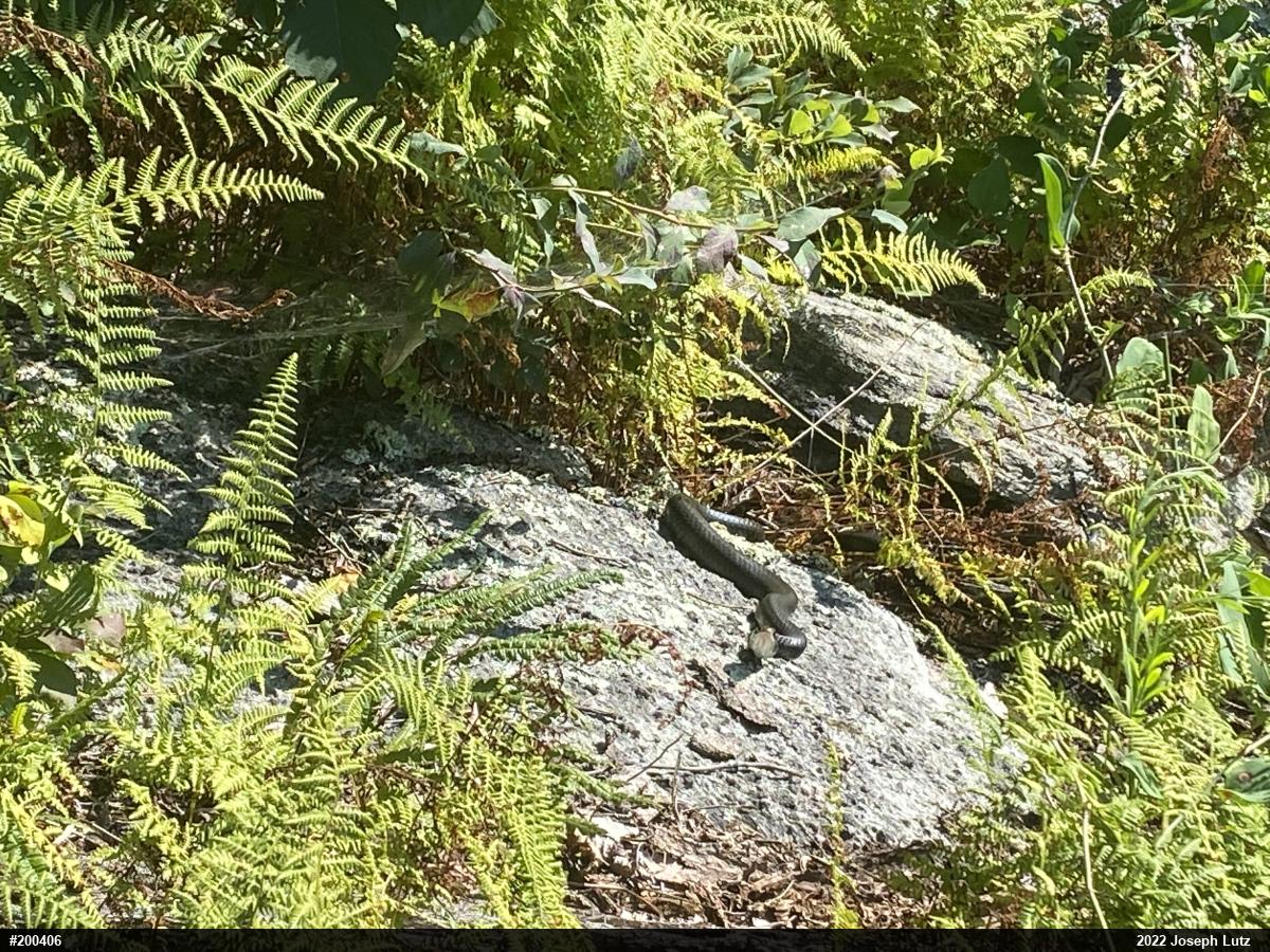 Northern Black Racer