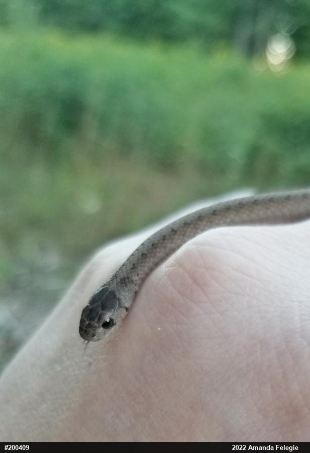 Dekay's Brownsnake