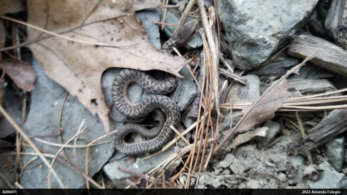 Eastern Gartersnake