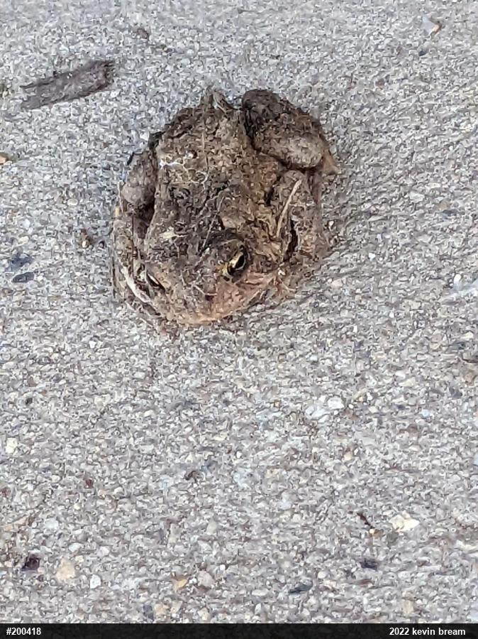 Eastern American Toad