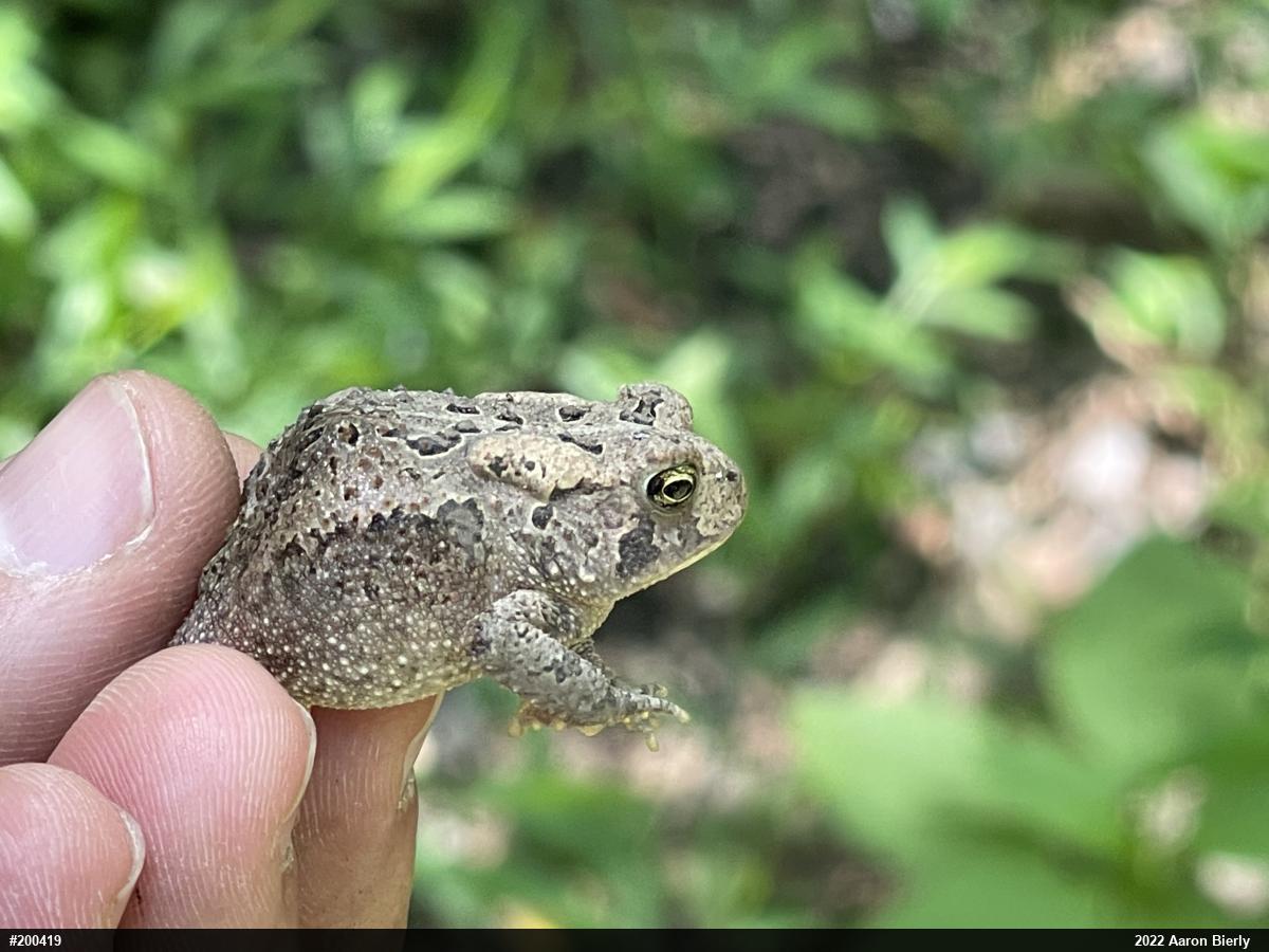 Eastern American Toad