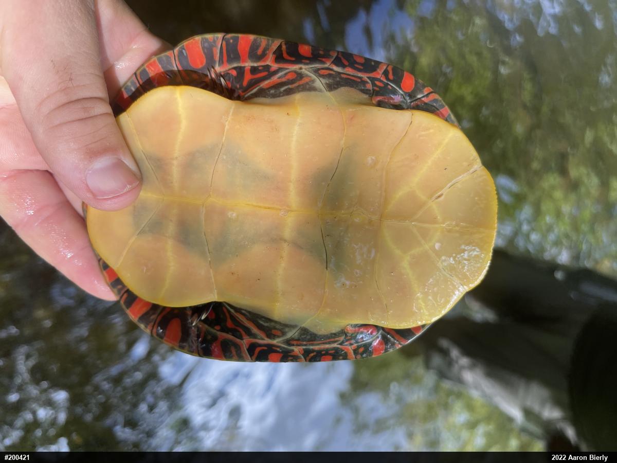 Painted Turtle