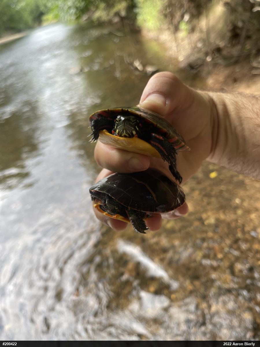Eastern Painted Turtle