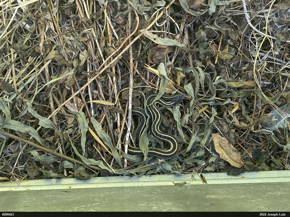 Eastern Gartersnake