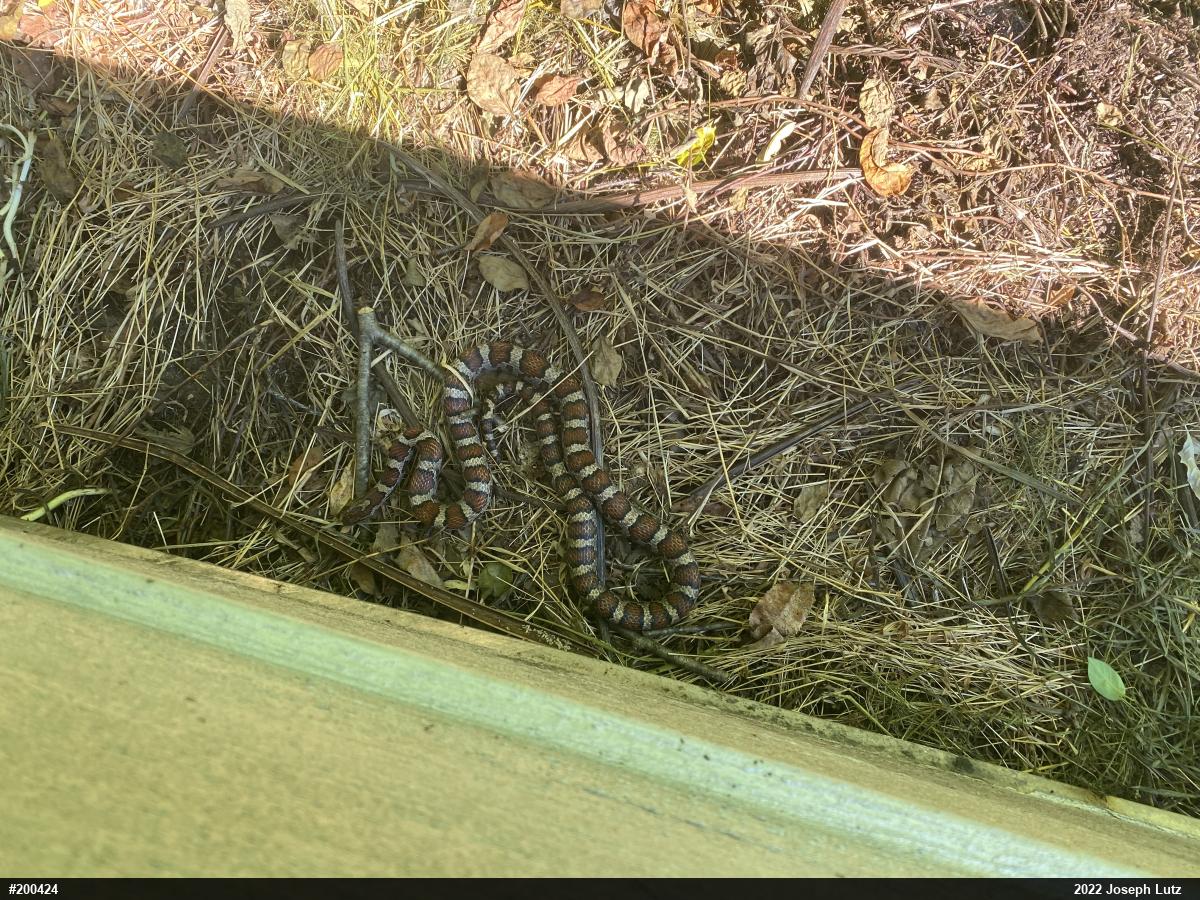 Eastern Milksnake