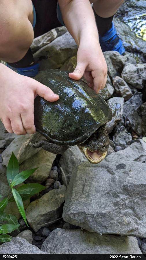 Snapping Turtle