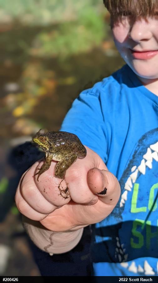 American Bullfrog