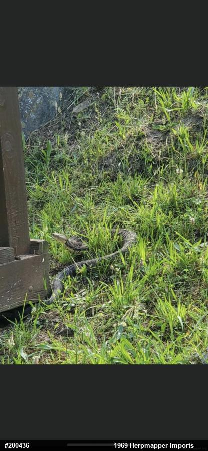 Timber Rattlesnake