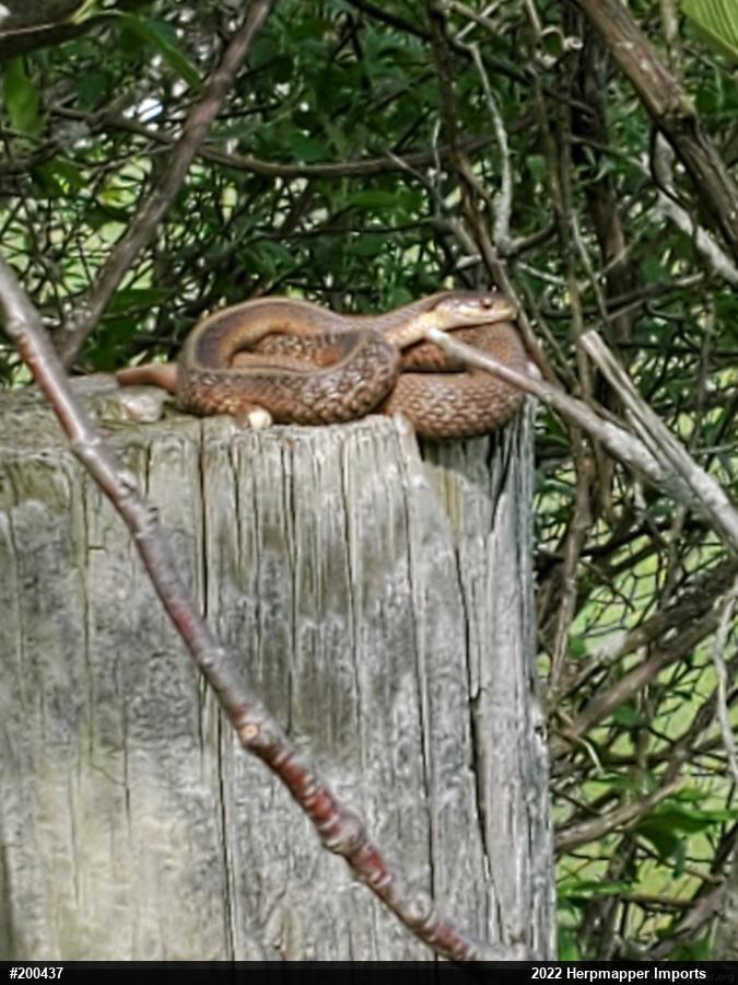 Eastern Gartersnake