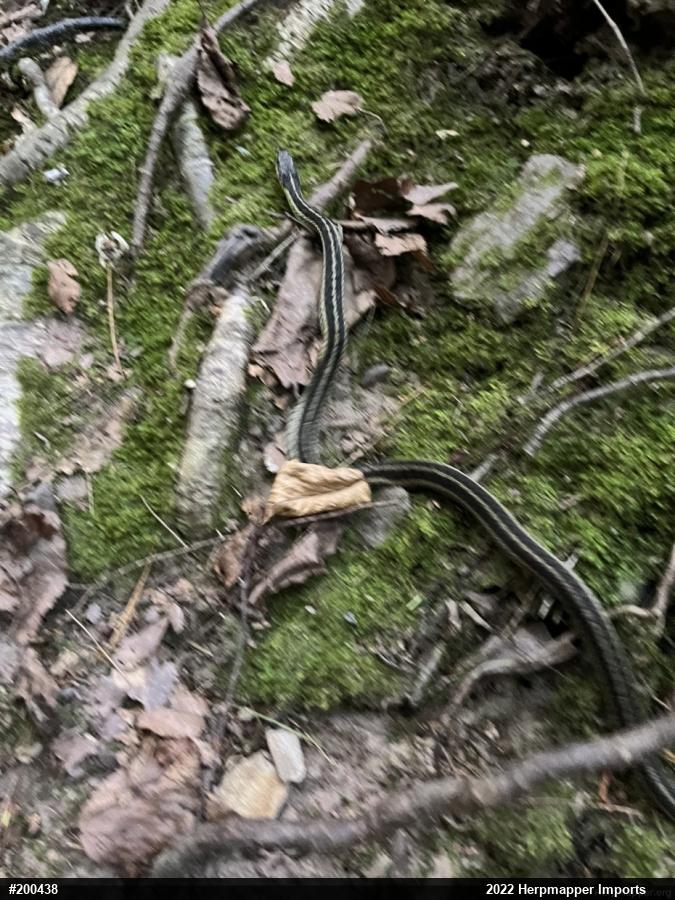 Eastern Gartersnake