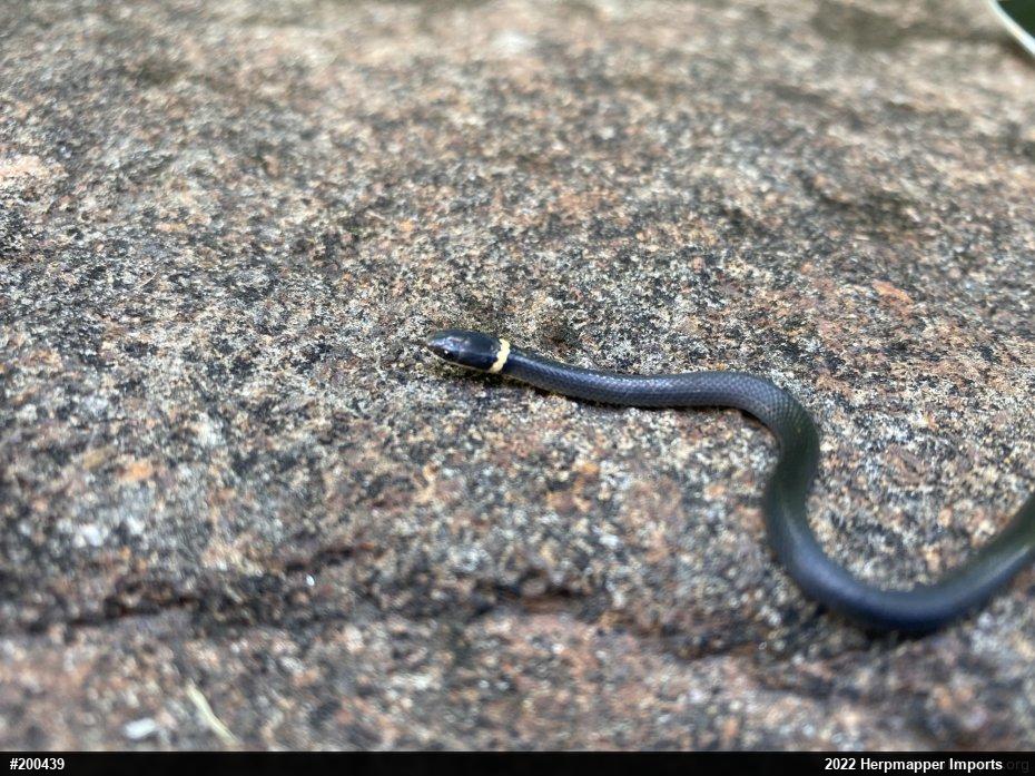 Northern Ring-necked Snake