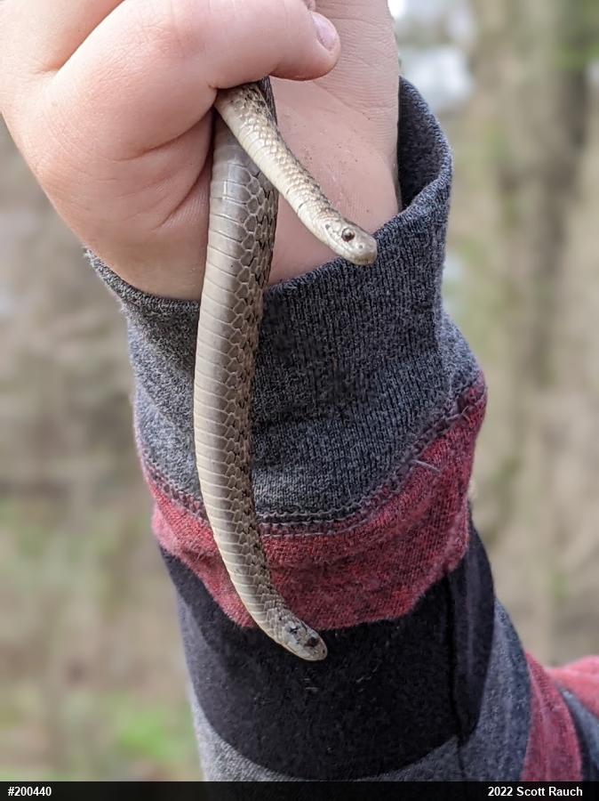 Dekay's Brownsnake