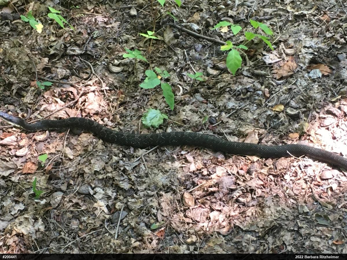 Eastern Ratsnake