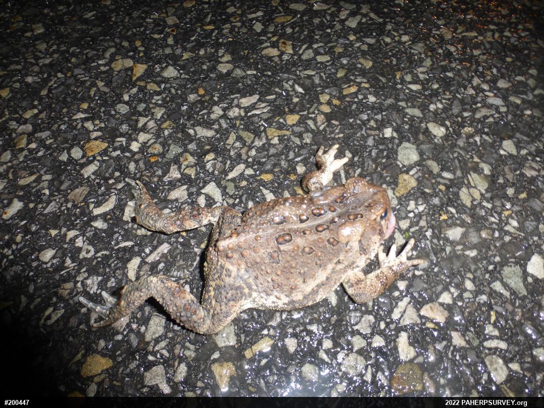 Eastern American Toad