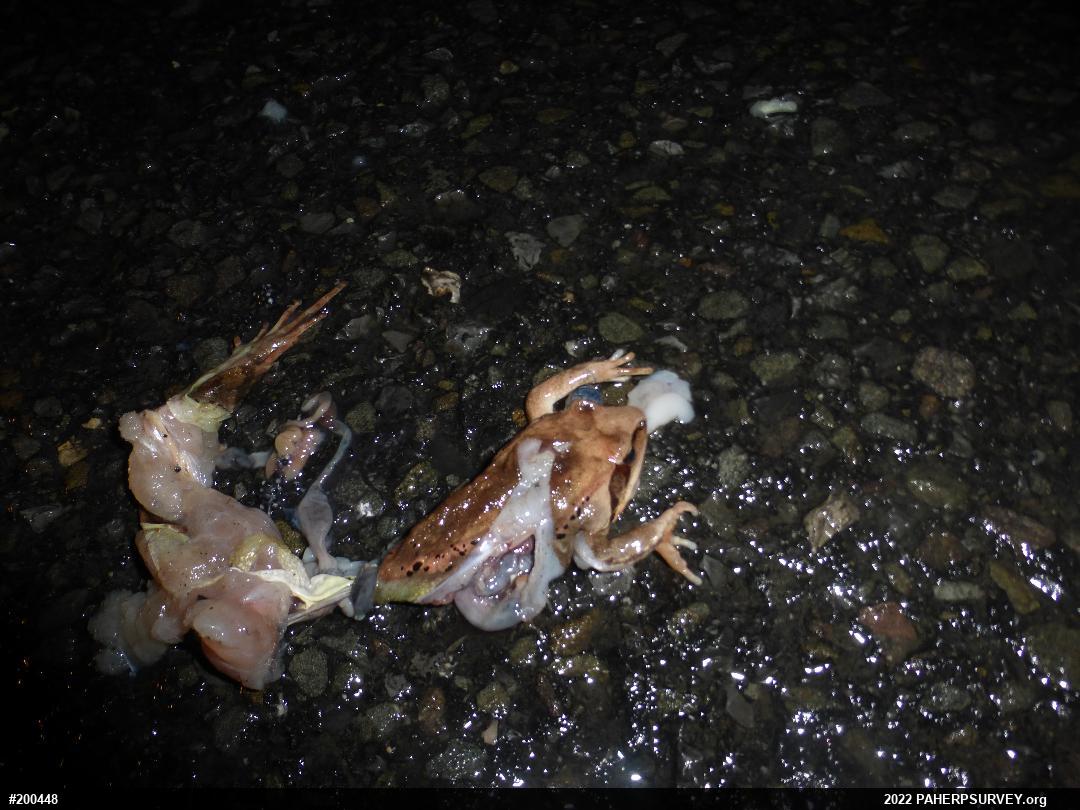 Wood Frog