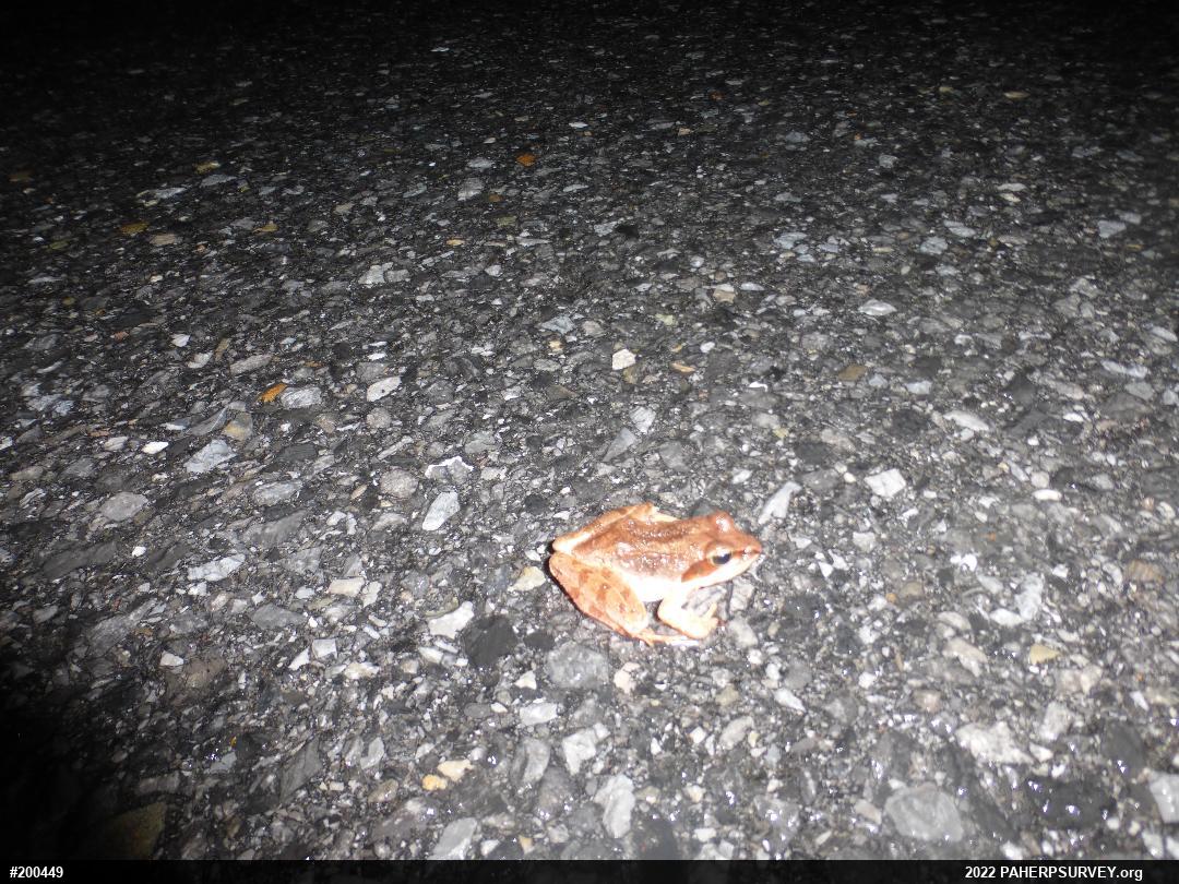 Wood Frog