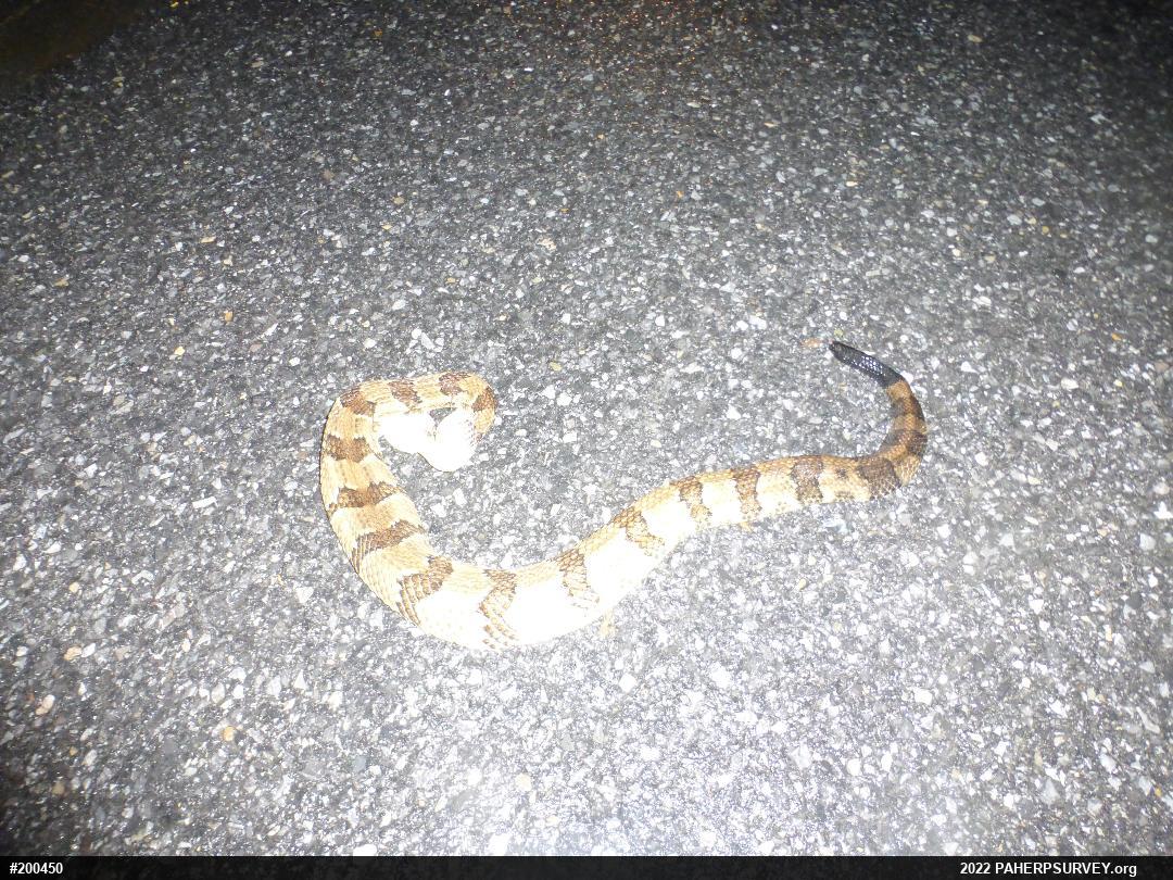 Timber Rattlesnake