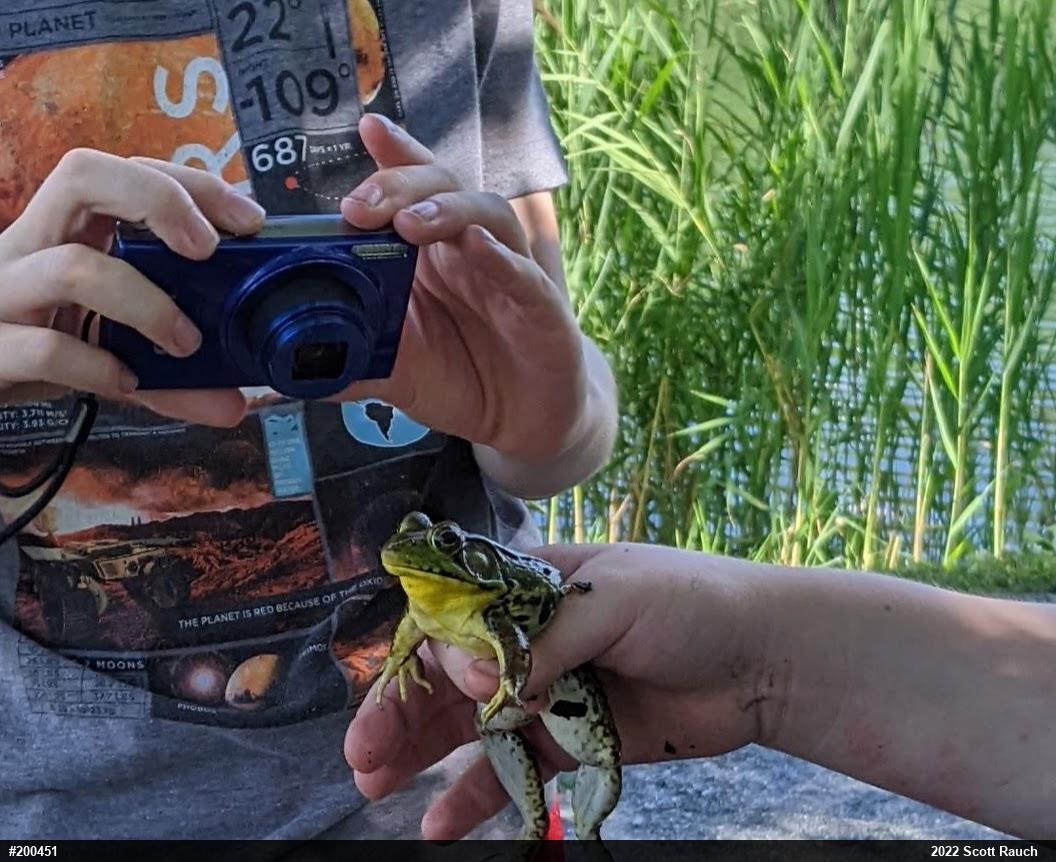 Green Frog