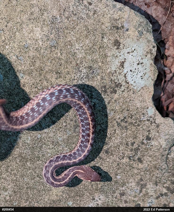 Eastern Gartersnake