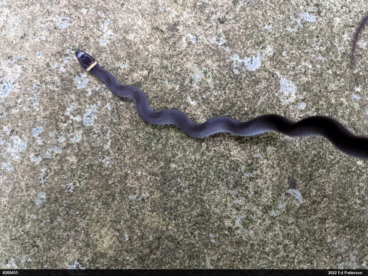 Northern Ring-necked Snake