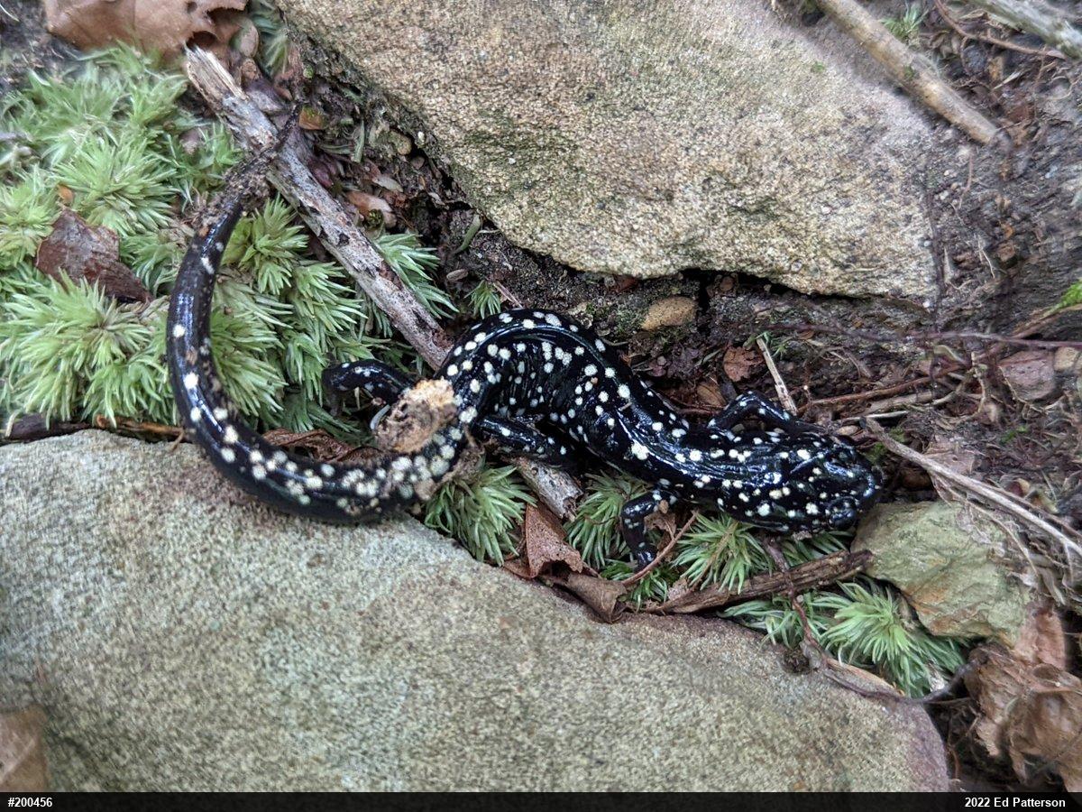 Northern Slimy Salamander