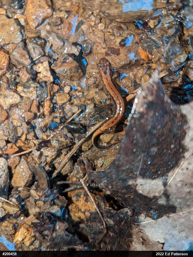 Allegheny Mountain Dusky Salamander